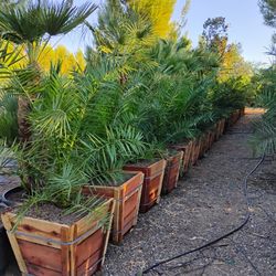 Alan's Nursery 