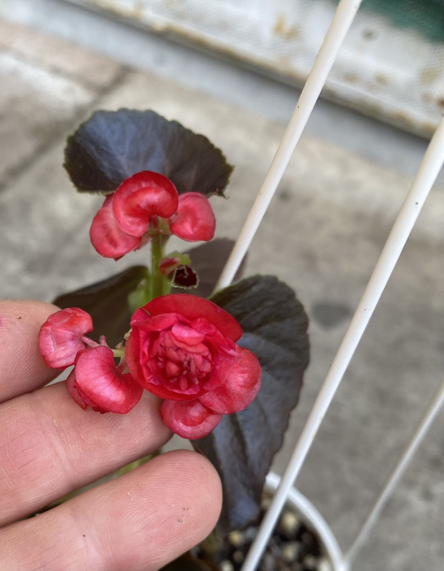 Begonia Rasberry Shade Plant, In 5 Inch Pot Pick Up Only