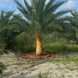 silvester  Palms All Sizes Available 