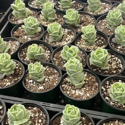 Weekend Sale Lovely Rose In 4” Pots $4 Each 