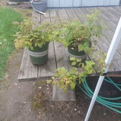 Raspberry Plants