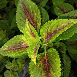 Lovely Coleus Houseplant Cuttings