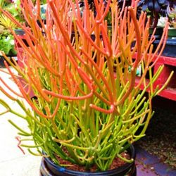 Firestick Succulent Fresh Cuttings 