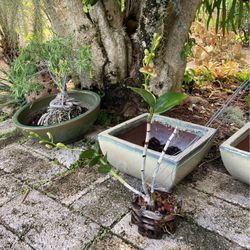 Healthy Budded Blooming Dendrobium Orchid in Basket
