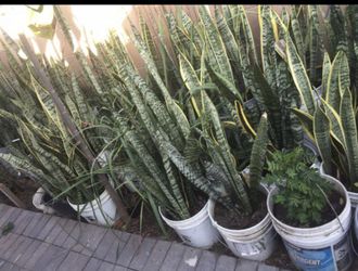 CHEAP Snakeplant Sansevieria Tigertail Mothertounge Green Yelllow Plant Tree Flower