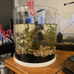 Planted Aquarium Fish Tank