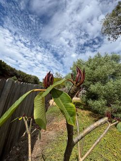 Large Mature Plumeria Trees 6–7 Ft – $300 Each