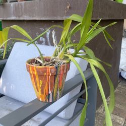 orchid plant