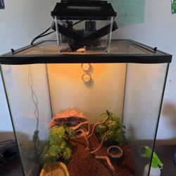 Terrarium For Sale