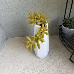 Golden Sedum Plant 