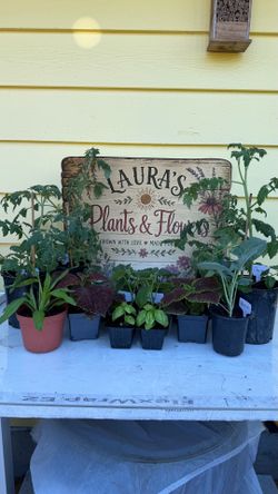 Veggie and flower starts
