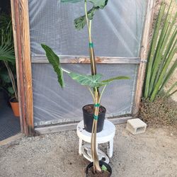 Alocasia Plant 10" Pot $13 Each