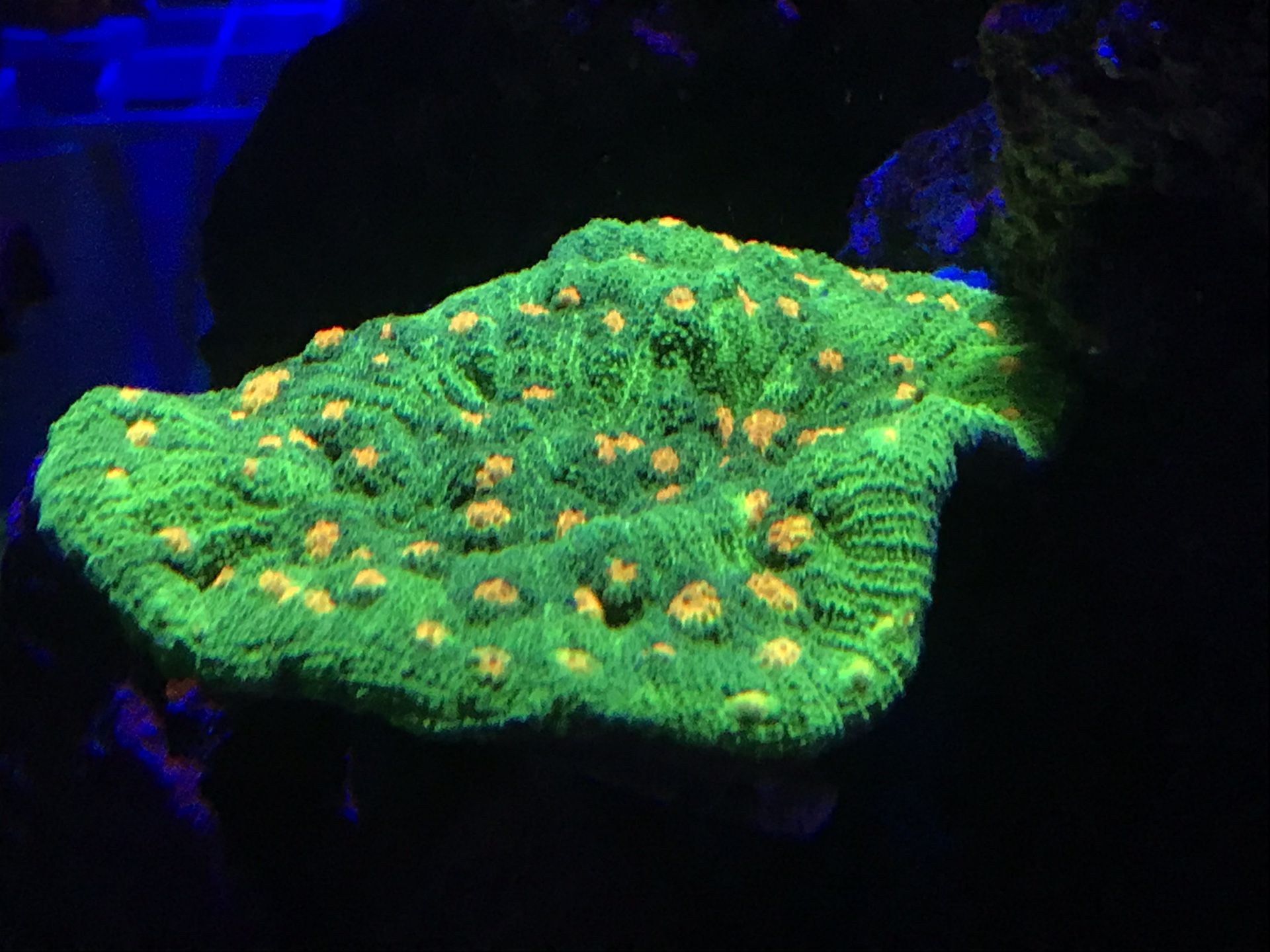 WWC Space Invader Chalice live Coral Colony
