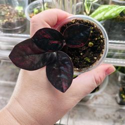 Ultra rare! Pink black ZZ plant!
