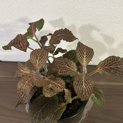 Nerve Plant ( Houseplant) 
