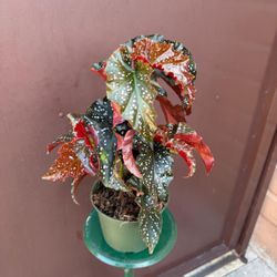 6” begonia crackling rosie 