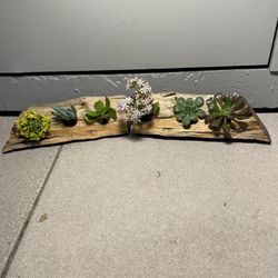 Decorations/Succulents