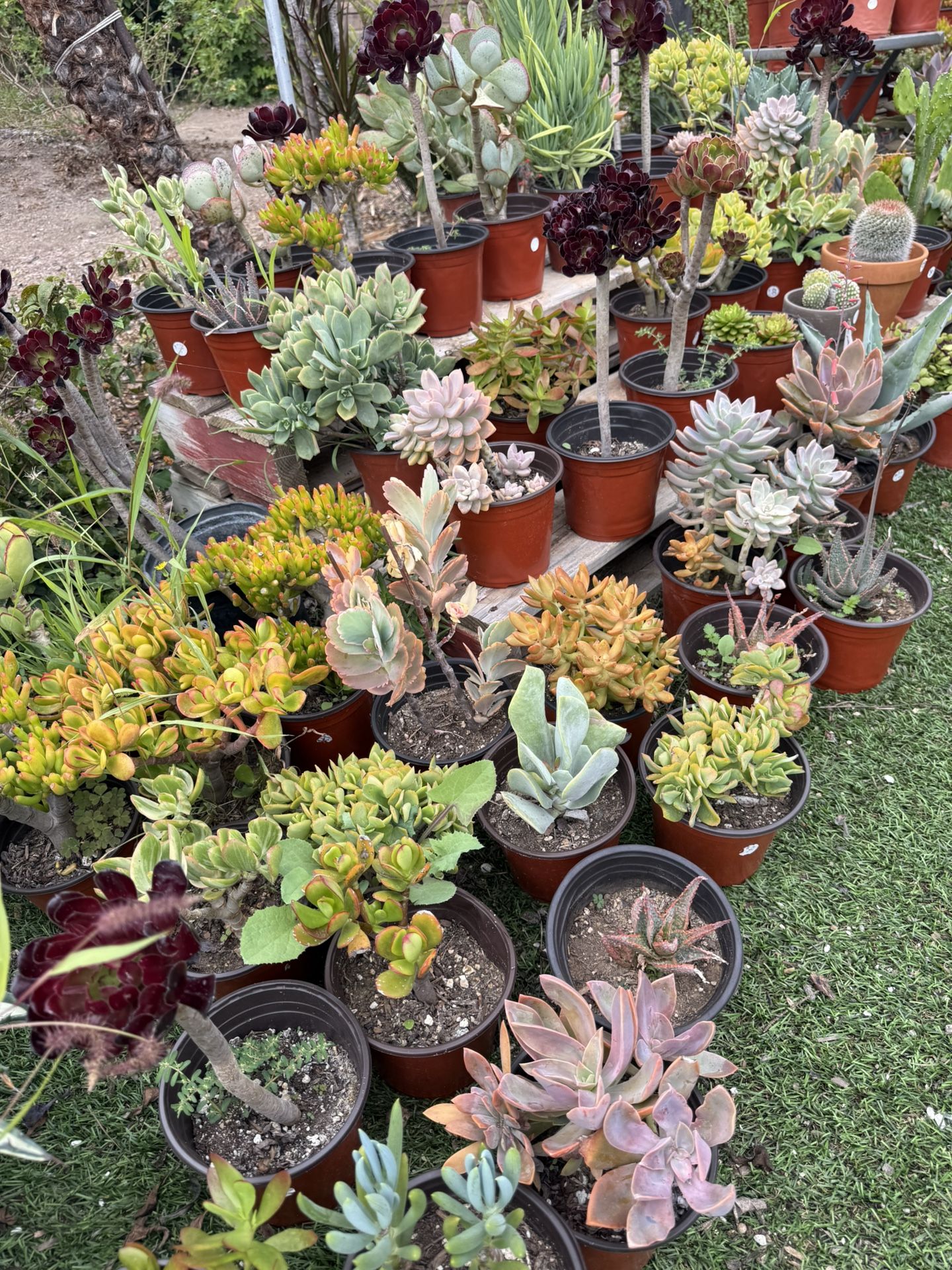 Succulents Cactus Plants