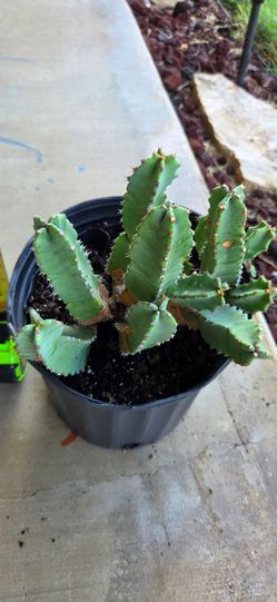 Moroccan mound cactus