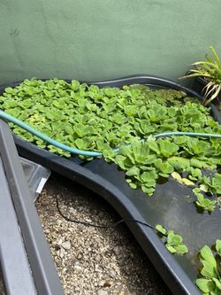 Water Lettuce