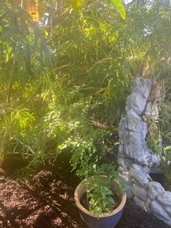 Moringa Trees