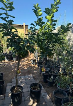 Poderosa Lemon 🍋 trees 5F The Tall $65 Each Price Price Firm