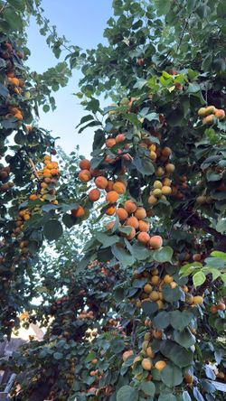 Organic apricots for sale
