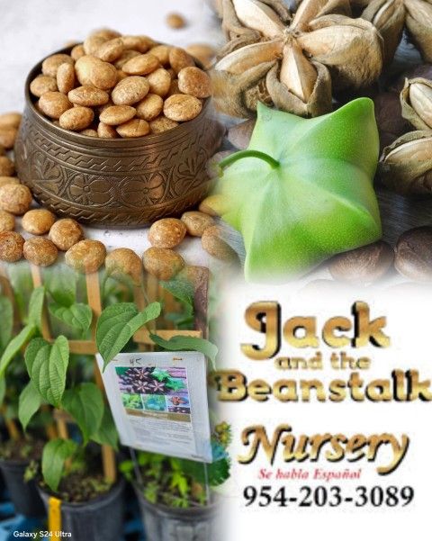 inka nut Plant fruiting in 3gal plantas de nuez inka fruteando