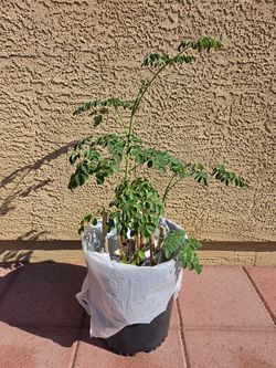 Moringa Tree / Moringa Oleifera / Miracle Tree in pot
