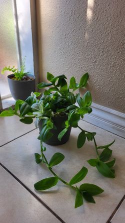 Small-leaf spiderwort Plant