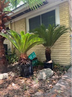 2 Sago palms cycas
