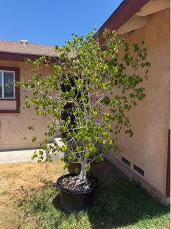 Ficus Benjamin 7ft tall