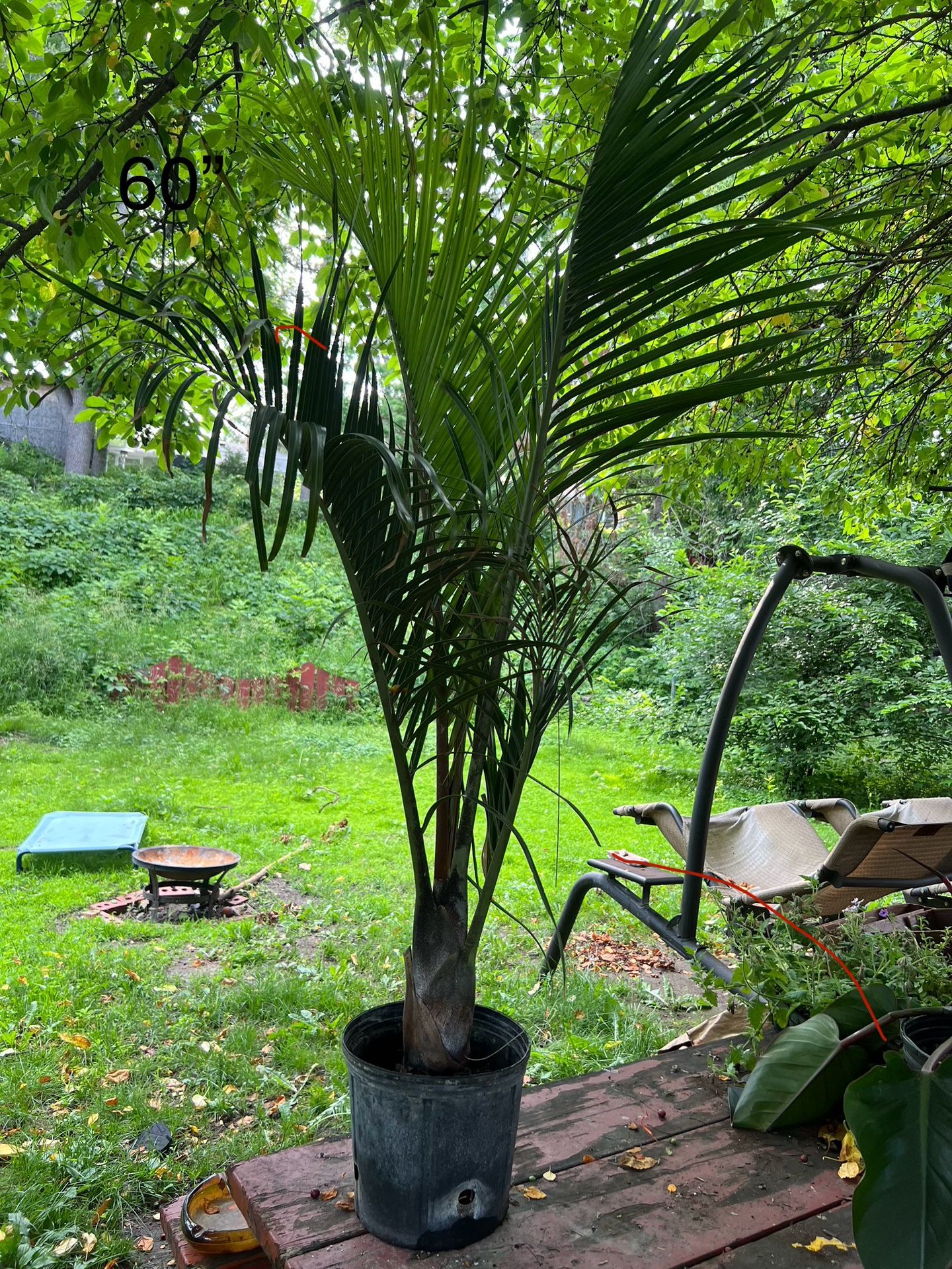 BAMBOO PALMS - $20 EACH