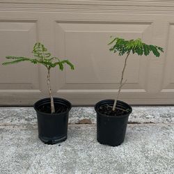 Royal Poinciana Tree Flamboyant Flower Color Red