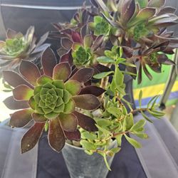 Succulents 