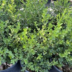 Japanese boxwood hedges, 5gal (10 for $135) 