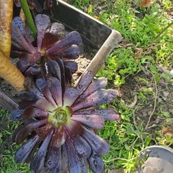 Beautiful Succulent Plant 