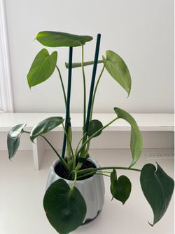 Monstera plant