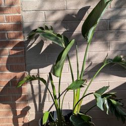 Large Bird Of Paradise Plant