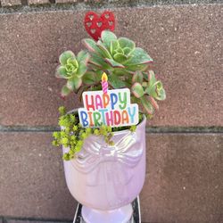 Happy Birthday  - Succulents In A Pink Bow Pot