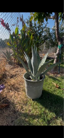 Agave Americana Century plant