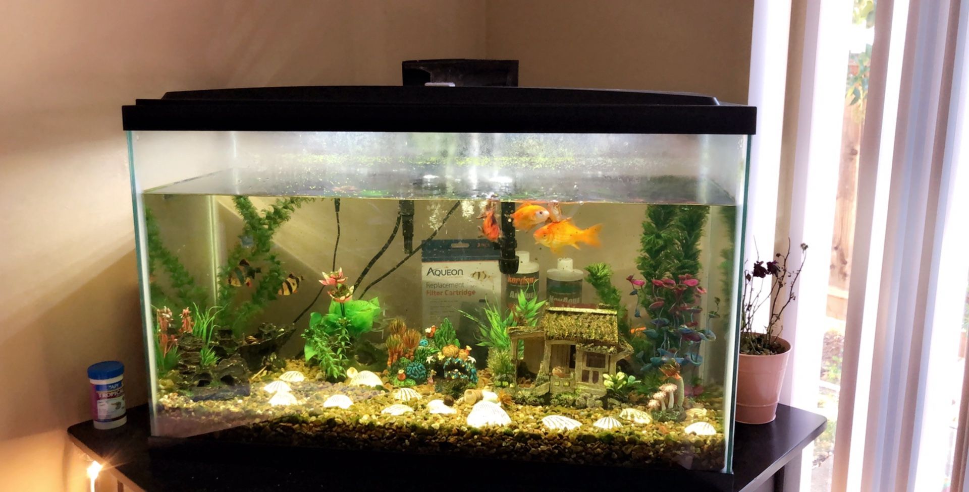 Fish tank including 10 🐠 and their supplies (food, filter, water conditioner and more) the table is included too. 30x12.5.18.5 Emptying and pick up a