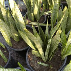 Snake Plant