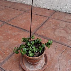 OVAL LEAFS 🍃 PLANT 🪴 