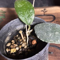 House Plants. Hoya. Caudata Gold