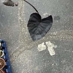 Black Magic Colocasia Perennial Plant