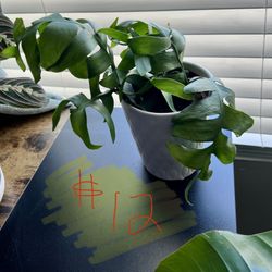 Indoor Plants
