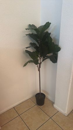 IKEA tree $40