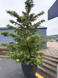 Free cedars