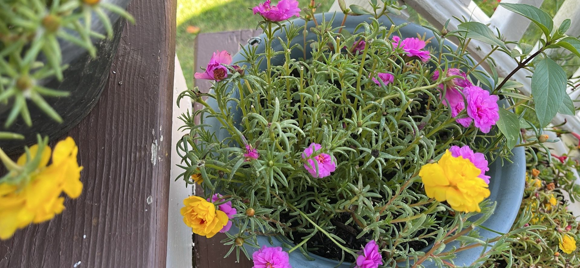 Multi Color Portulaca/ Moss Rose